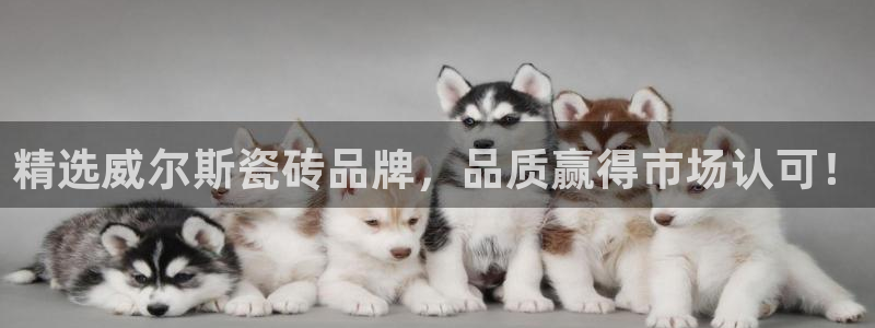 金年会网官网新版